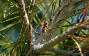 caterpillars-605572_1280_s.jpg